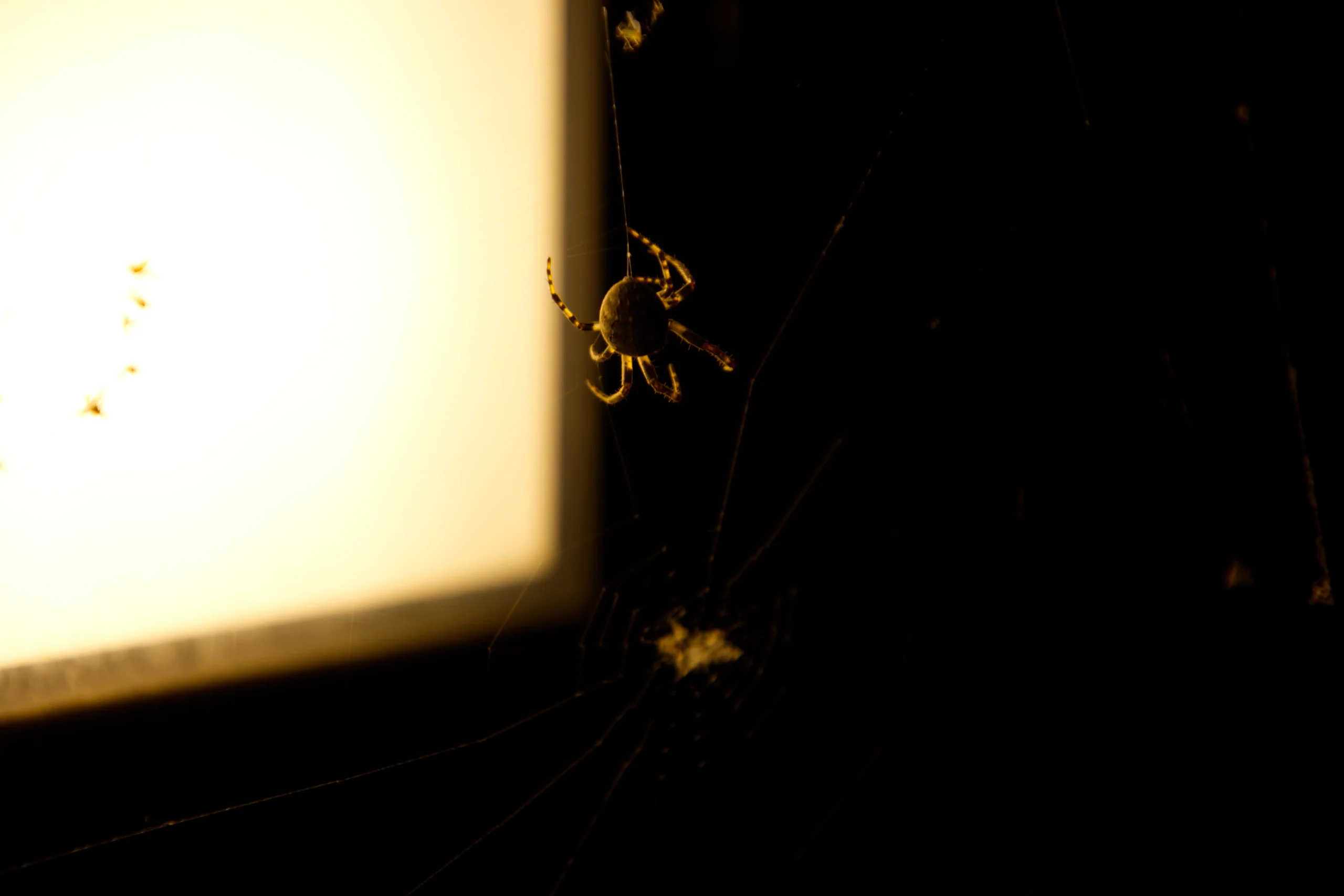 spinne